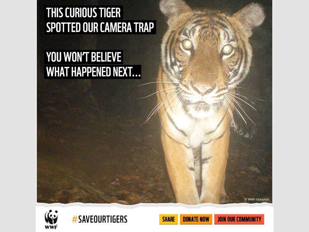 WWF campaign performance